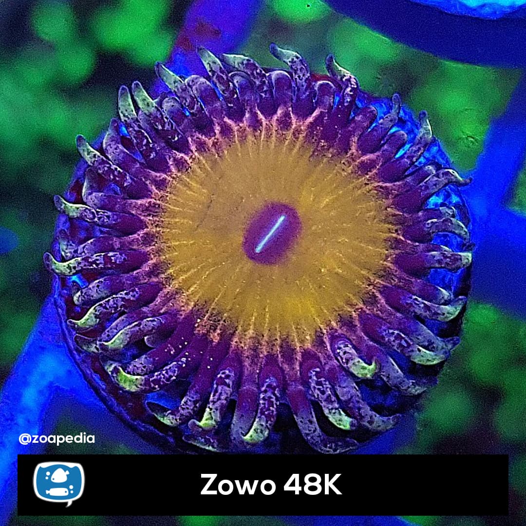 Zowo 48k