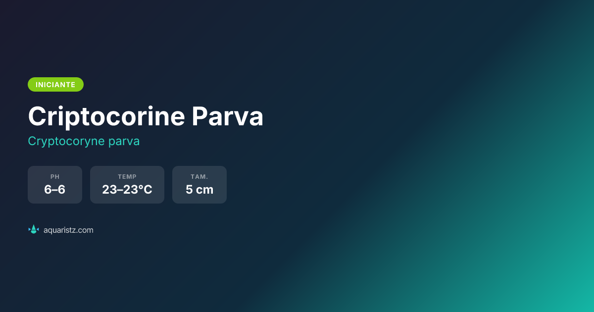 Criptocorine Parva (Cryptocoryne parva) | Aquaristz