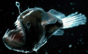 angler fish