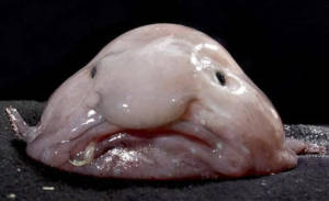 visão frontal do peixe-bolha (blobfish) em cima de uma superfície