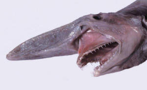 tubarão-duende com sua boca aberta