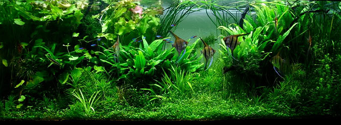 aquário com estilo jungle (selva) de aquapaisagismo