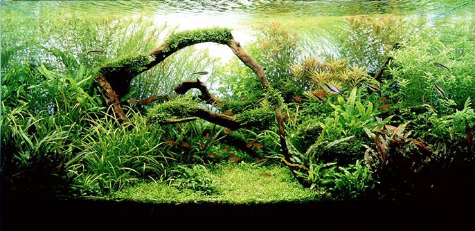 aquário com estilo nature aquarium de aquapaisagismo