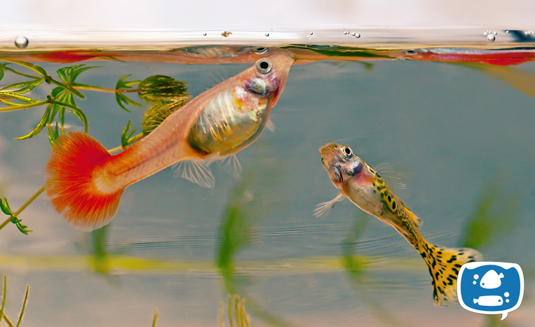 Peixes se alimentando no aquário