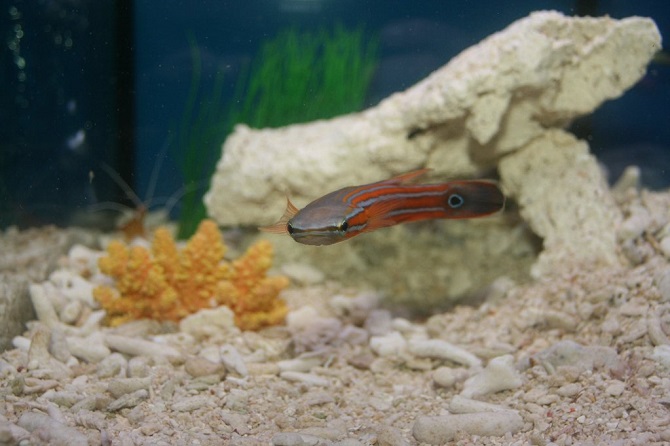 australian flathead perch