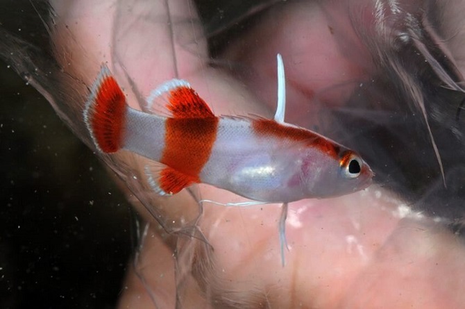 Os 10 Peixes Mais Caros Do Mundo Aquaristz