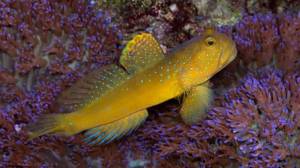 peixe goby amarelo com pintas esverdeadas