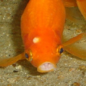visão frontal de um peixe laranja