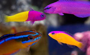 peixes bicolor Dottyback