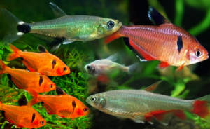 peixes tetras