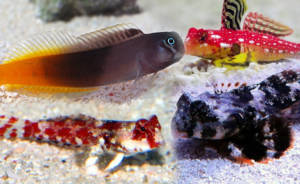 peixes blenny