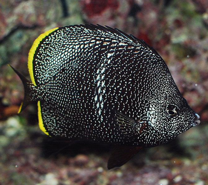 wrought iron butterflyfish