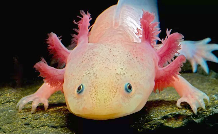 axolote (axolotl) em cima de uma pedra