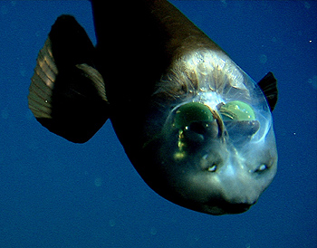 peixe-olhos-de-barril (Macropinna microstoma) com seus olhos verdes visto por cima