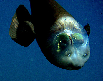 peixe-olhos-de-barril (Macropinna microstoma) com seus olhos verdes visto por cima