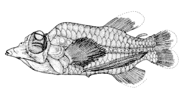 Ilustração do peixe-olhos-de-barril