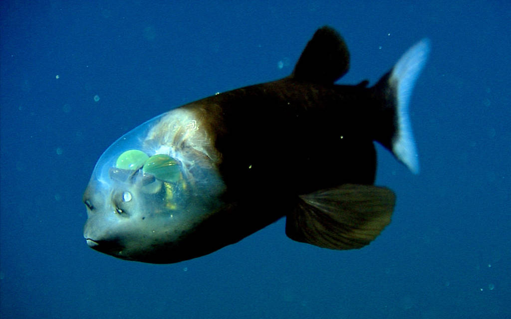peixe-olhos-de-barril (Macropinna microstoma) com sua cabeça transparente