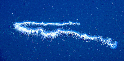 sifonóforos (Siphonophora) com seus tentáculos nadando no fundo do oceano