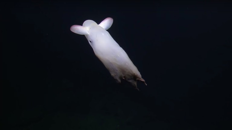polvo dumbo (Grimpoteuthis) nadando para longe