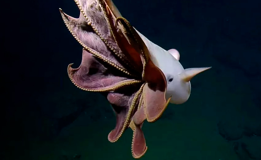 polvo dumbo (Grimpoteuthis) nadando