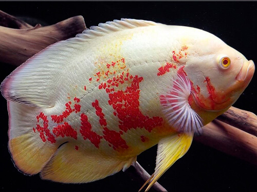 peixe oscar albino