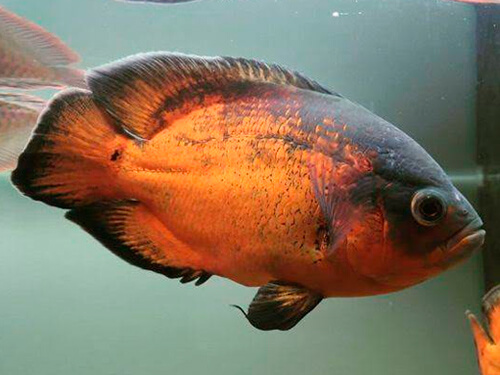 peixe oscar bronze