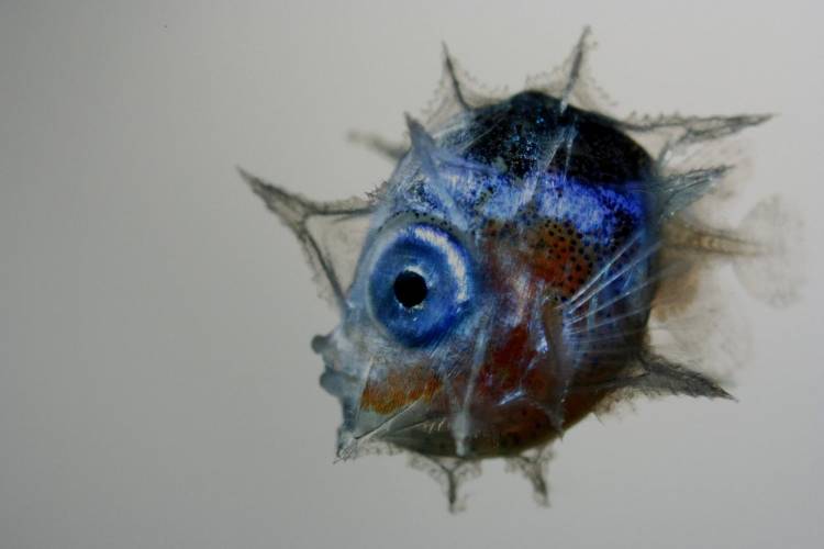 larva do peixe-lua (Mola mola)