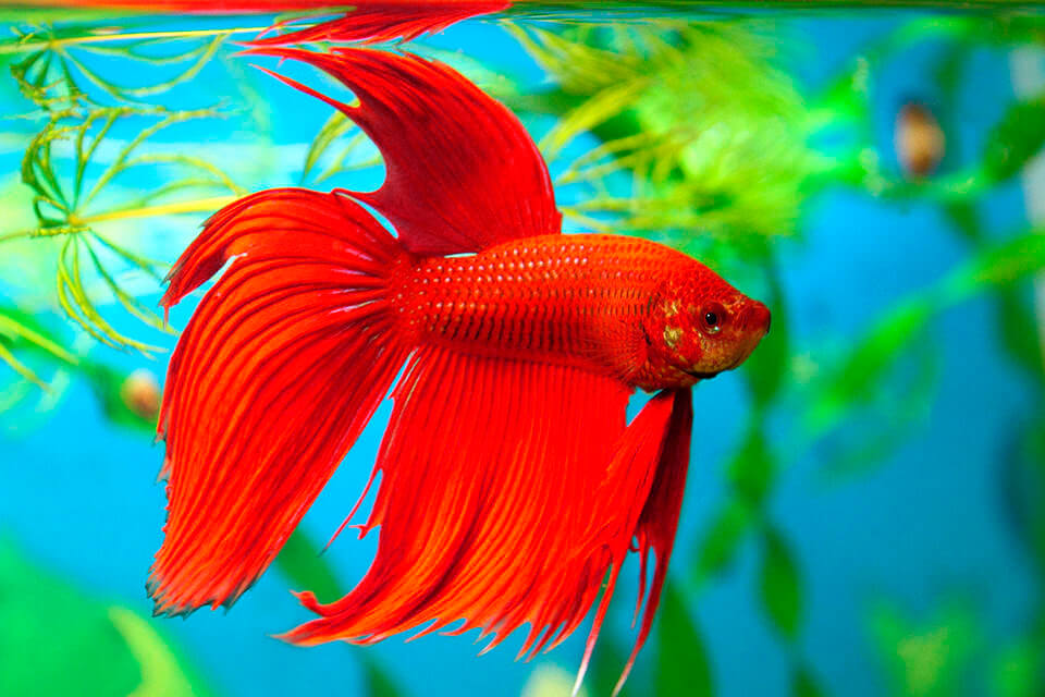 peixe beta vermelho