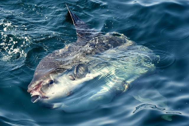 peixe-lua (Mola mola) nadando de lado na superfície do mar