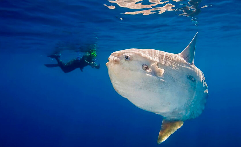 peixe-lua (Mola mola), conhecido também como Sunfish