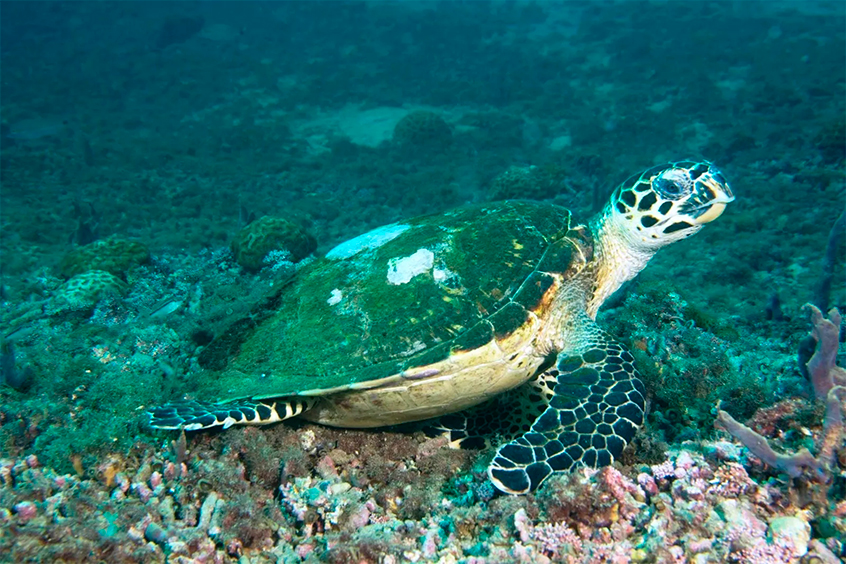 tartaruga-marinha no fundo do mar