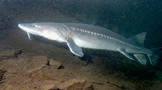 esturjao branco acipenser transmontanus