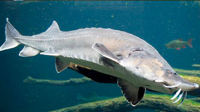 peixe esturjao beluga