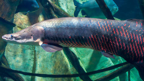 peixe pirarucu