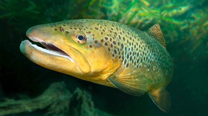 peixe salmão siberiano