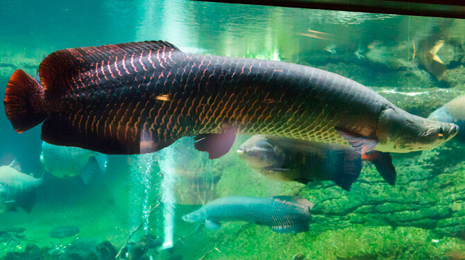 peixe pirarucu nadando no aquário