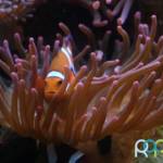 peixe-palhaco-anemona