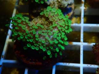 Montipora R$ 80,00