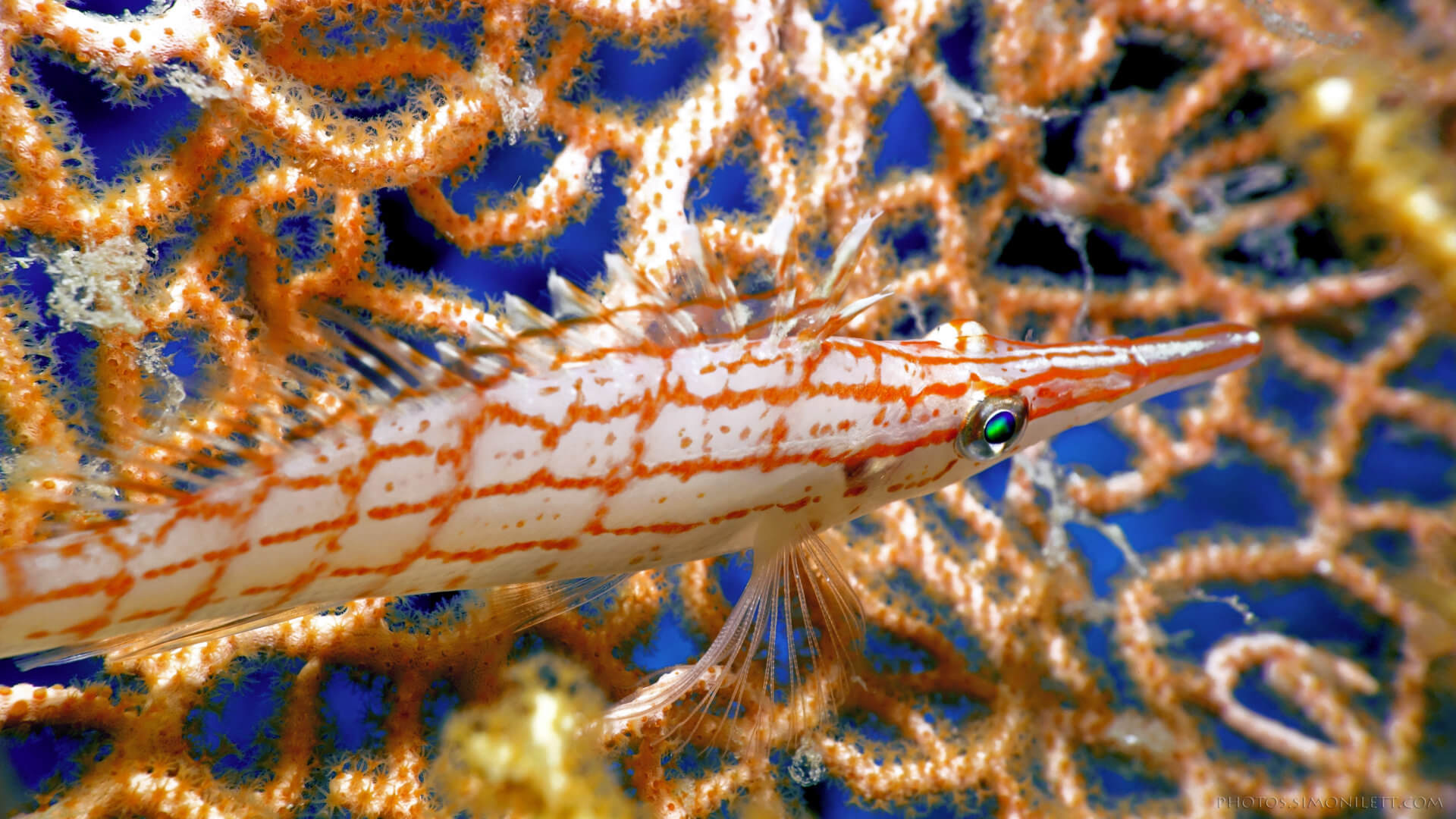 long-nosed-hawk-fish-simon-ilett-underwater-photography-1920×1080 ...
